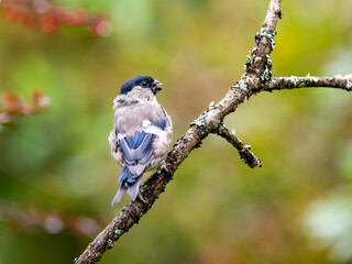 Gimpel, Dompfaff, Eurasian bullfinch