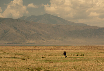 Solitary wildebeest standing in the vast Ngorongoro Crater plain with mountains and clouds in the background.