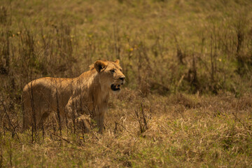 Young lion standing alert in tall grass under warm sunlight in Tanzania’s savanna.