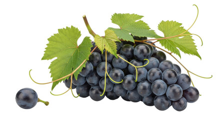 Isolated bunch of fresh dark grapes with leaves, healthy fruit for snacking, dessert