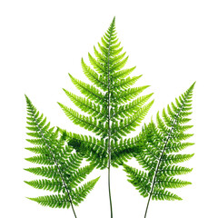 Obraz premium Three vibrant green fern fronds are beautifully backlit against a pure transparent background, highlighting their intricate, delicate structure and natural beauty. background removed