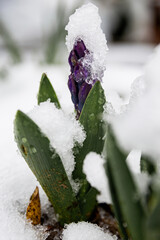 Purple flower bud covered with snow in early spring,  crocus. Close-up of a purple flower bud emerging from the snow. The concept of early spring, cold weather, and nature awakening after winter. Macr