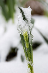 Purple flower bud covered with snow in early spring,  crocus. Close-up of a purple flower bud emerging from the snow. The concept of early spring, cold weather, and nature awakening after winter. Macr