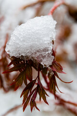 Snow-covered branch close-up. Macro photo of a branch with fresh snow in the forest. Winter season, Christmas background, cold weather concept.