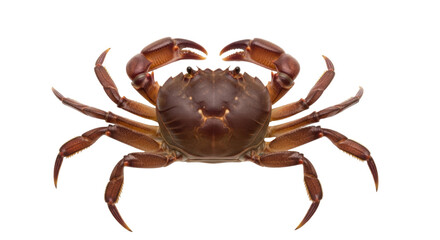 Isolated, freshwater brown crab on clean surface ready for cooking, biology or nature study