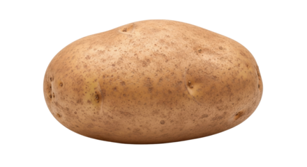 Isolated brown potato with rough skin ready to cook, farm fresh uncooked produce