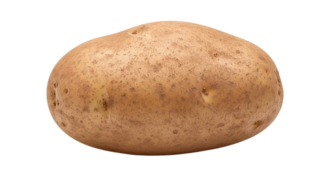 Isolated brown potato with rough skin ready to cook, farm fresh uncooked produce
