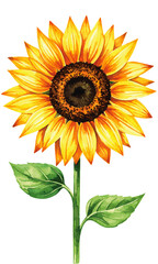 Fototapeta premium Watercolor Sunflower Bouquet. Floral Clip Art for Farmhouse or Wedding Design