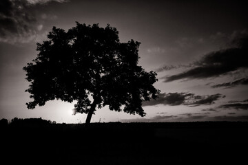 Oak Tree in Sunset