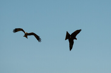 Obraz premium Two raptors soaring together in the blue sky over Tanzania’s Ngorongoro region.
