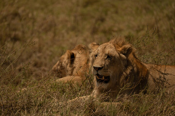 Fototapeta premium Two young lions resting on dry grass in warm sunlight in Tanzania’s Ngorongoro Crater.