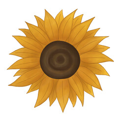 Sunflower water color