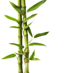 Fresh green bamboo stalks with leaves against a for zen and wellness