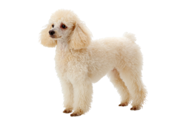 Graceful cream poodle stands elegantly. Perfectly groomed curly coat featured in full-body studio shot against a simple transparent background. background removed
