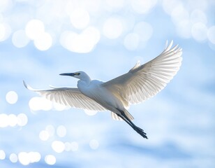 Fototapeta premium White egret soars, wings spread, water bokeh background