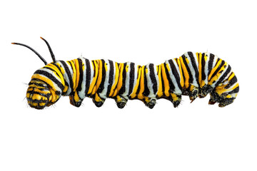 Naklejka premium A vibrant monarch caterpillar with striking yellow, black, and white stripes, captured in high detail against a stark transparent background. background removed