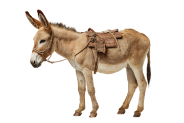A docile light brown donkey with a pack saddle and rope bridle stands on a transparent background, ready for work or travel. background removed