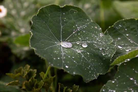 Une grosse goutte d'eau entour&eacute;e de gouttelettes d&rsquo;eau pos&eacute;es sur une feuille verte de capucine au milieu d&rsquo;une ambiance v&eacute;g&eacute;tale verte
