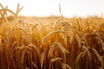 Close-up of golden wheat ears sprouting in a farm field. Wheat ears grow in the rays of the sunset....