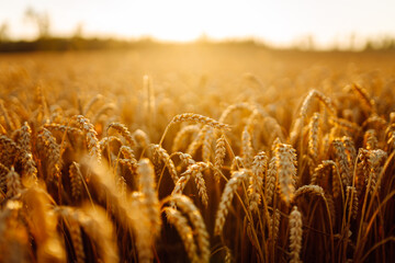 Close-up of golden wheat ears sprouting in a farm field. Wheat ears grow in the rays of the sunset....