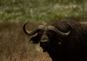 Close-up of a Cape buffalo with large curved horns standing in the grass in Tanzania&rsquo;s Ngorongoro Crater.