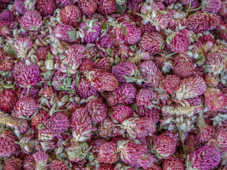 Closeup view of colorful dried purple pink globe amaranth flowers aka gomphrena globosa used for herbal tea in Uzbekistan market