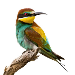 Striking european bee eater perched on a branch with vibrant plumage and sharp gaze