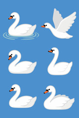 White Swan Bird Vector Illustration Set in Different Poses, Swimming on Blue Water and Flying