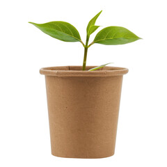 Fresh green plant growing in a recycled paper cup against a clean