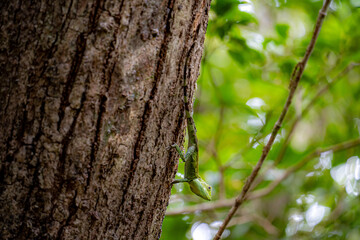 奄美大島の亜熱帯雨林、オキナワキノボリトカゲ