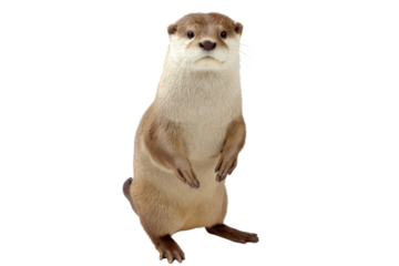 A cute brown and cream otter stands upright on its hind legs, looking directly at the viewer. Isolated on black. background removed