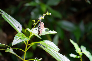 奄美大島の亜熱帯雨林、リュウキュウアサギマダラ