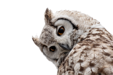 A captivating close-up of a white and brown patterned owl with piercing amber eyes, looking over its shoulder against a stark transparent background. background removed