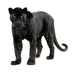 Majestic black panther staring directly forward with intensity