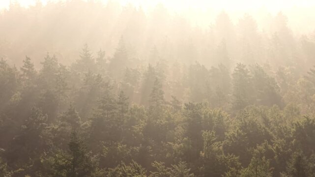 Morning fog over a forest with rays of sunlight in early summer morning light.