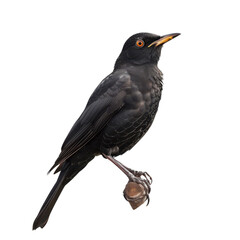 Elegant blackbird perched gracefully on a branch against a stark