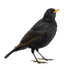 Blackbird with yellow beak standing alert in natural light