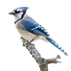 Striking blue jay perched gracefully on a weathered branch in natural light