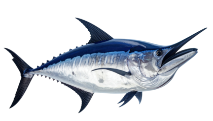 A large fish with a long, pointed bill and a prominent dorsal fin