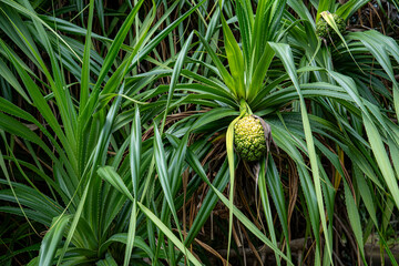 奄美大島のアダンの実