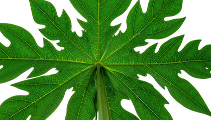 Close-up of a symmetrical, green, lobed leaf against a black background
