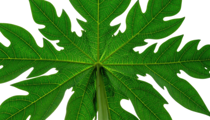 Close-up of a symmetrical, green, lobed leaf against a black background