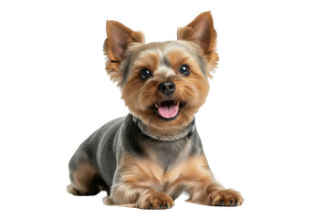 Yorkshire terrier dog isolated on transparent background