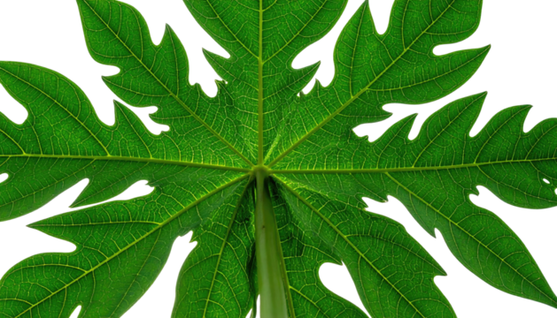 Close-up of a symmetrical, green, lobed leaf against a black background