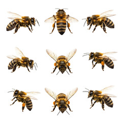 Nine realistic bees arranged in a 3x3 grid on a white background, showcasing detailed anatomy, textures, and natural coloration in a scientific style