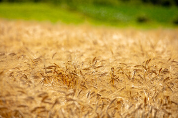 Golden Barley Field Under the Summer Sunlight