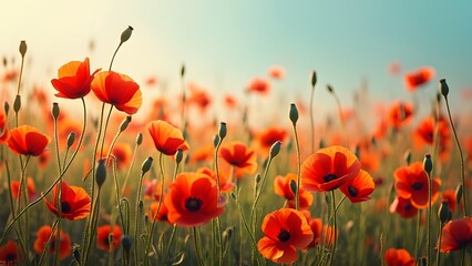 Fototapeta premium Vibrant Red Poppy Field Summer Sunset Landscape