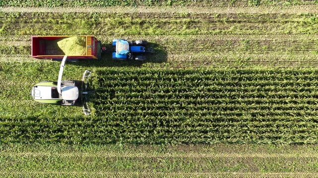 Corn harvester in a field harvesting corn and putting the corn and plants in a trailer hauled by a tractor driving along the harvester. 
