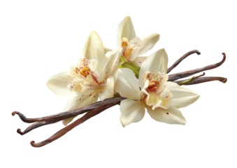 Vanilla blossoms with beans, white petals, red speckled centers