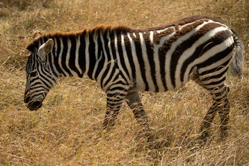 Close-up of zebra grazing on dry grass under sunlight in Tanzania’s Ngorongoro Crater.